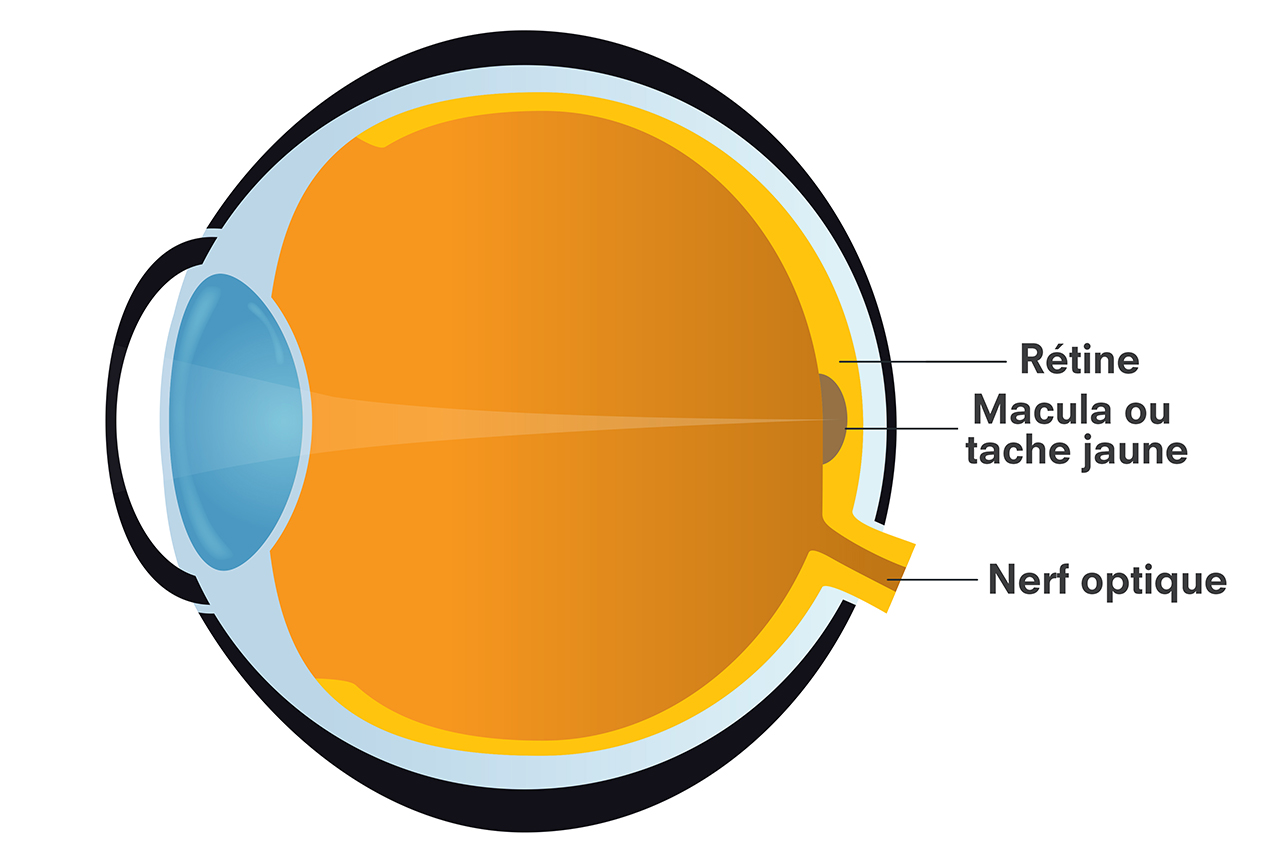Macula